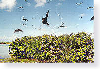 Frigate Birds