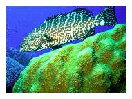 Bass, Cayman islands