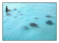 Stingray City, Cayman Islnds, Caribbean