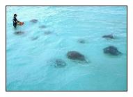 Stingray City, Cayman Islnds, Caribbean