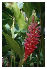 Guadeloupe flower