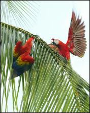 Emerald Forest Properties, Costa Rica