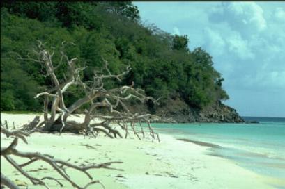 Tree on the Beach