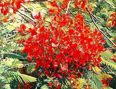 Flamboyant Bush