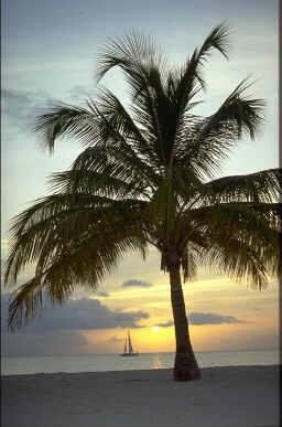 Palm Tree at Sunset