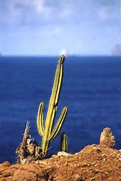 Cactus on Leaper's Hill